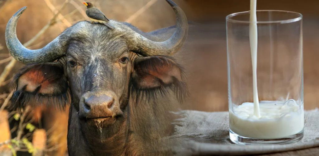 What's So Special About Buffalo Milk? - Health & Healthier
