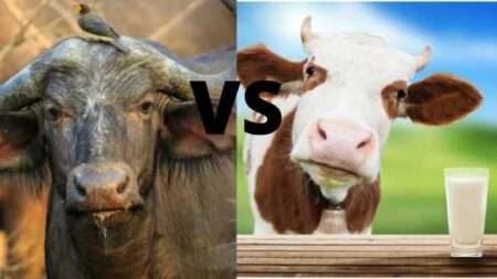 Cow Milk vs Buffalo Milk