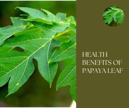 health benefits of papaya leaves