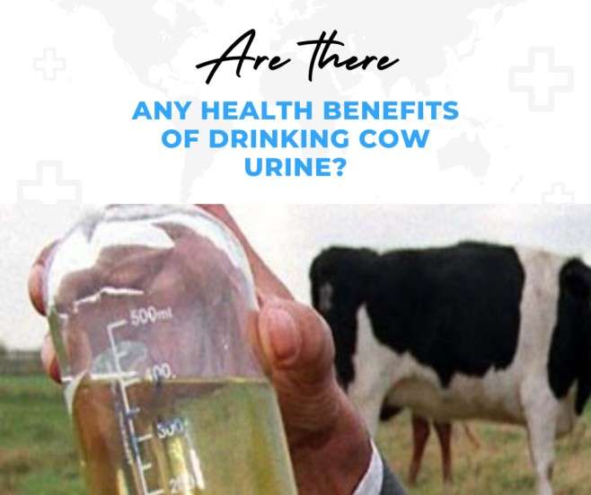 are there any health benefits of drinking cow urine