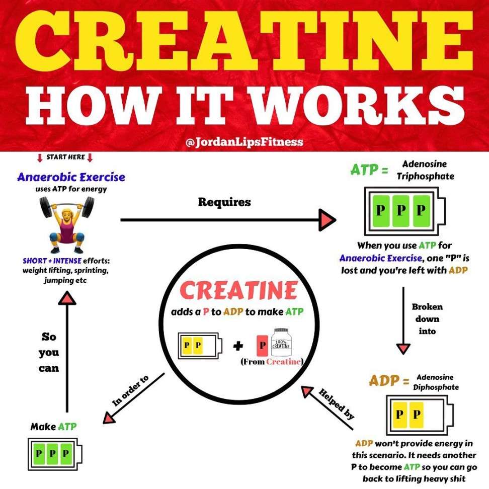 how creatine works?